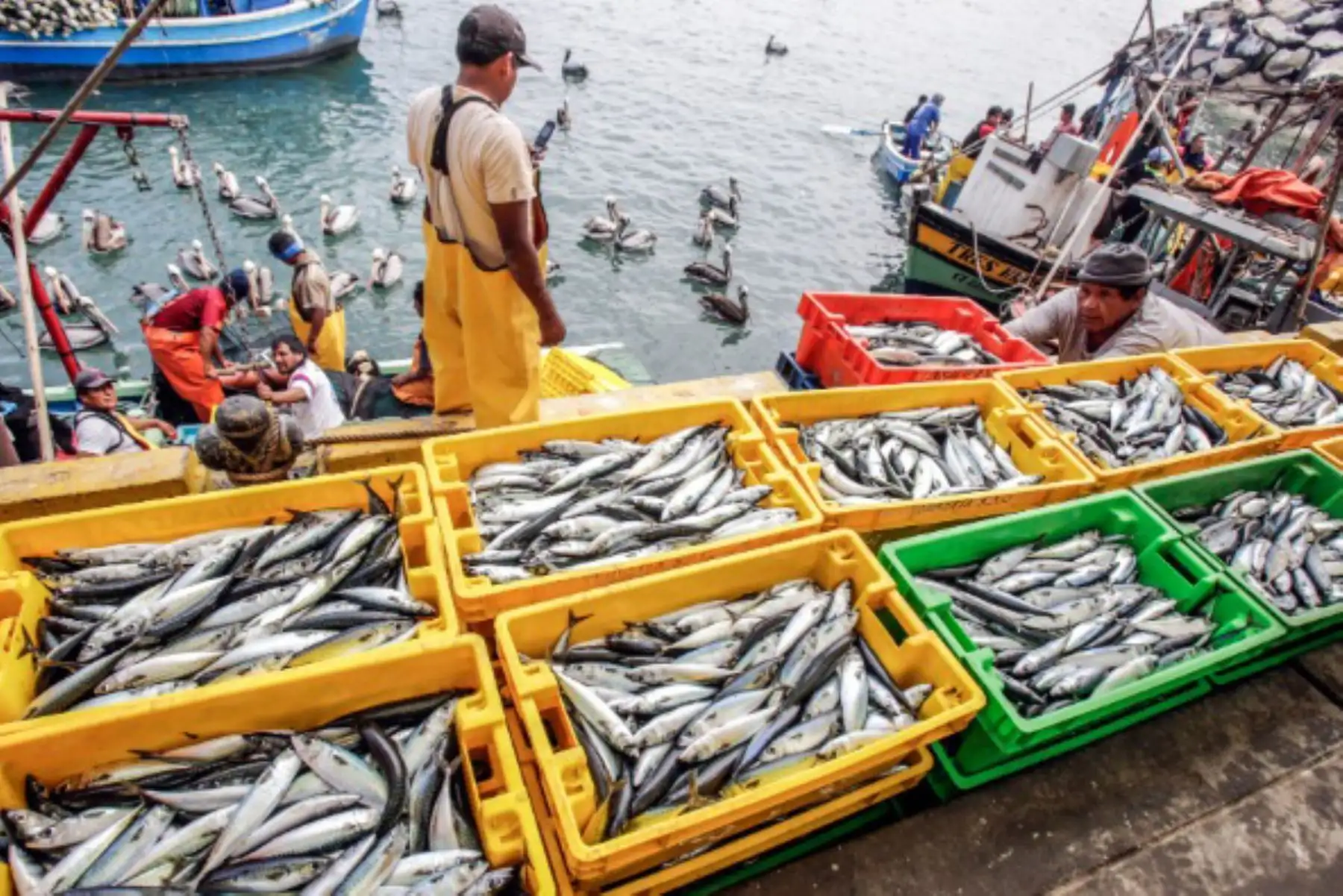 Gobierno anuncia medidas para fortalecer pesca, acuicultura y oportunidades para Mypes