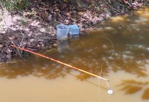 Gracias a una nueva herramienta de monitoreo, científicos del Instituto de Investigaciones de la Amazonía Peruana (IIAP) lograron identificar 44 especies de peces en arroyos de la Amazonía peruana. ANDINA/Difusión