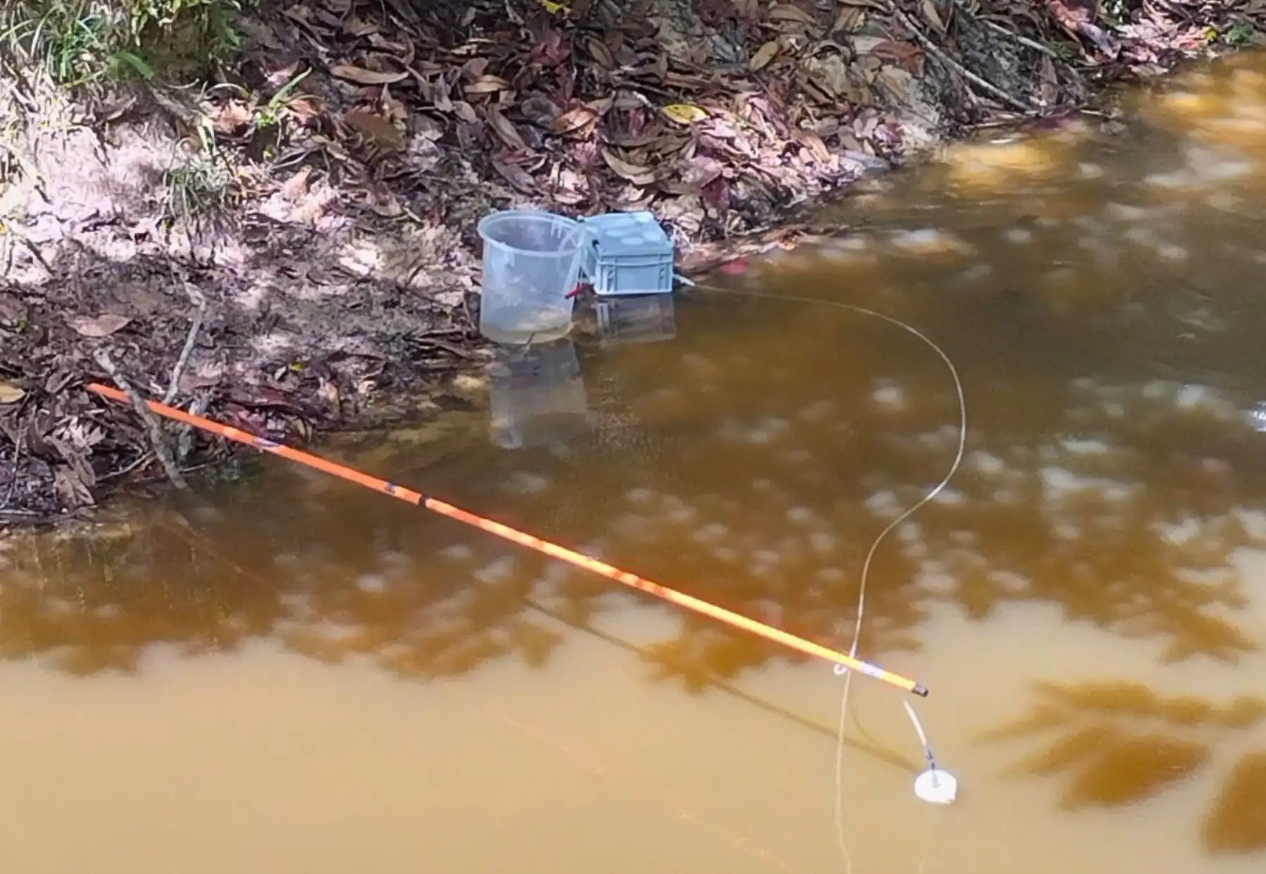 Gracias a una nueva herramienta de monitoreo, científicos del Instituto de Investigaciones de la Amazonía Peruana (IIAP) lograron identificar 44 especies de peces en arroyos de la Amazonía peruana. ANDINA/Difusión
