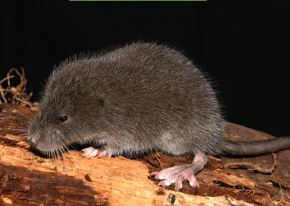 Una nueva especie de ratón semiacuático, bautizada con el nombre científico de Incanomys parviauris, fue descubierta en los bosques montañosos de los Andes peruanos.