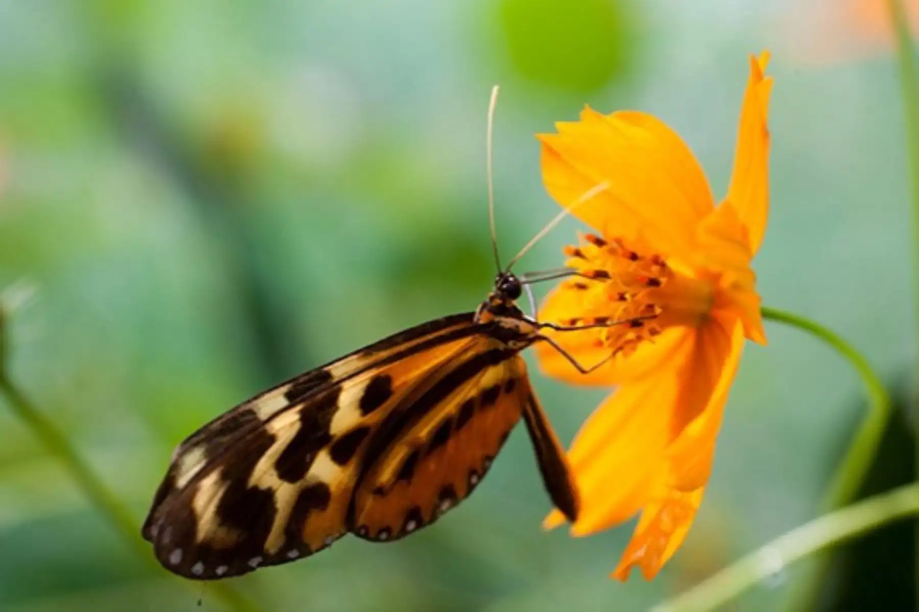 Feria destacará el valor de las plantas medicinales y aromáticas en beneficio del bienestar de las personas. Foto: Serfor/Difusión.