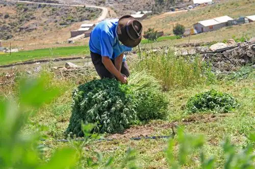 Los pastos y forrajes son importantes para impulsar la productividad ganadera en el país. ANDINA/Difusión