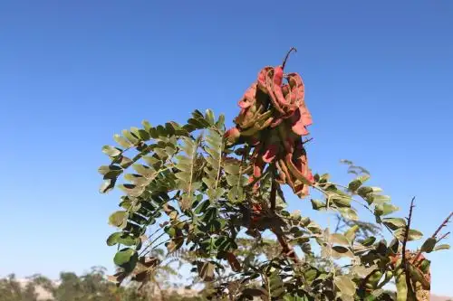 Serfor celebra el Día Mundial de la Vida Silvestre con feria gratuita