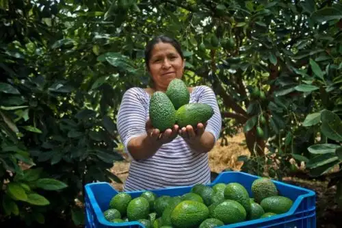 El Midagri reportó un crecimiento del 4% en el sector agropecuario en enero. Foto: MIDAGRI/Difusión