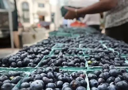 El arándano es uno de los principales productos de agroexportación de La Libertad en 2025 se exportaron por un valor de US$ 1,287 millones.