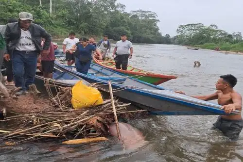 El infortunado hombre era buscado intensamente por los pobladores de los sectores Capelo y San Pablo, quienes ingresaron río abajo a bordo de embarcaciones tipo "peque peque".