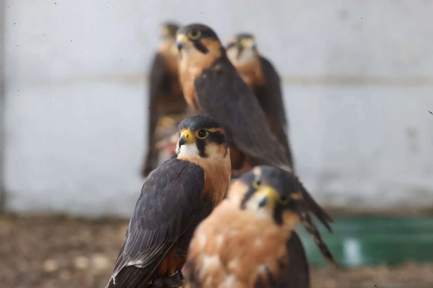 Seguridad aérea: El uso de halcones en aeropuertos es una medida de seguridad crítica para evitar colisiones entre aves silvestres y aeronaves.

Foto:ANDINA / Juan Carlos Guzmán Negrini