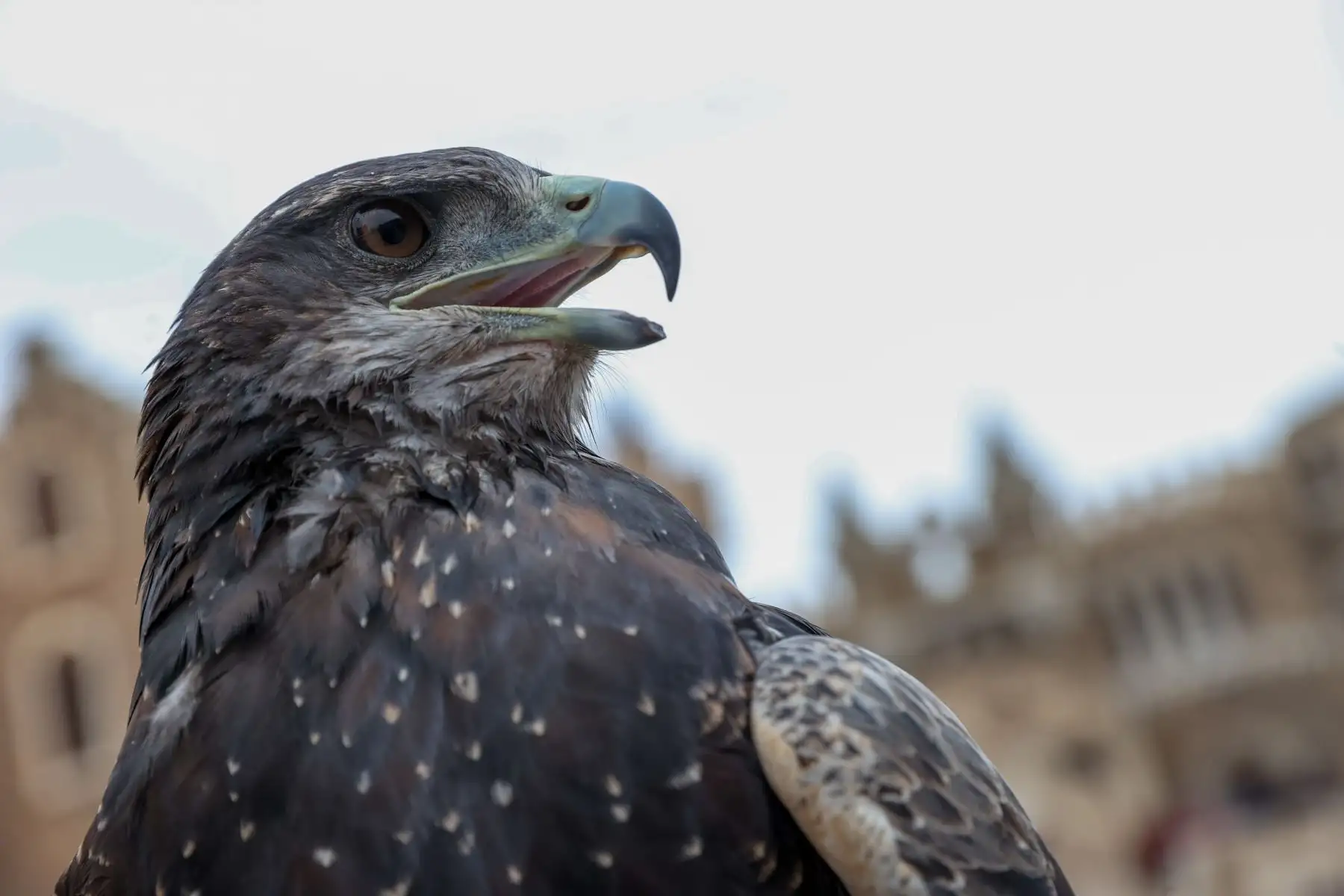 Control biológico: Las aves de presa cumplen un rol estratégico en la industria, siendo utilizadas para el ahuyentamiento de plagas en campos agrícolas.

Foto:ANDINA / Juan Carlos Guzmán Negrini