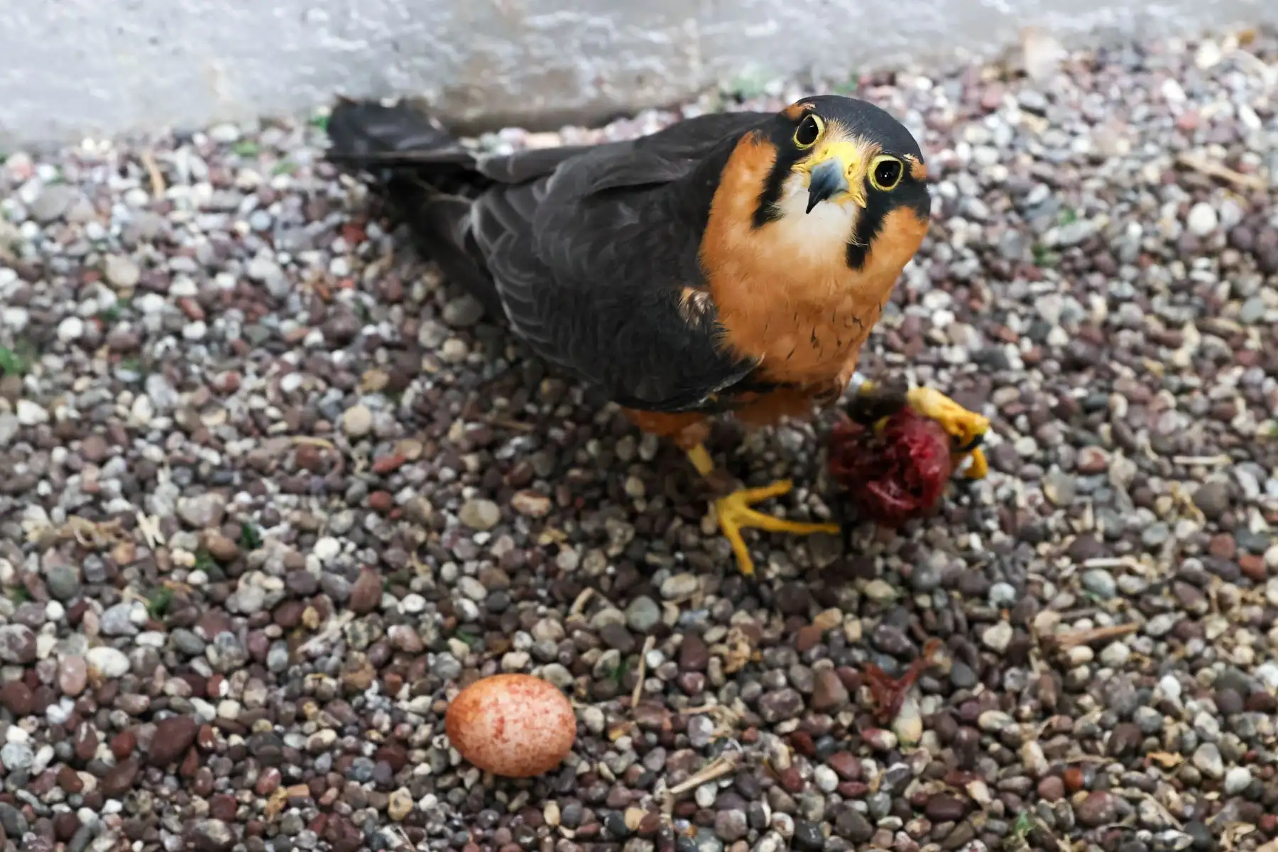 Reproducción asistida: Mediante la técnica de "improntado" o crianza a mano, expertos logran procesos exitosos de inseminación artificial en aves de presa.

Foto:ANDINA / Juan Carlos Guzmán Negrini