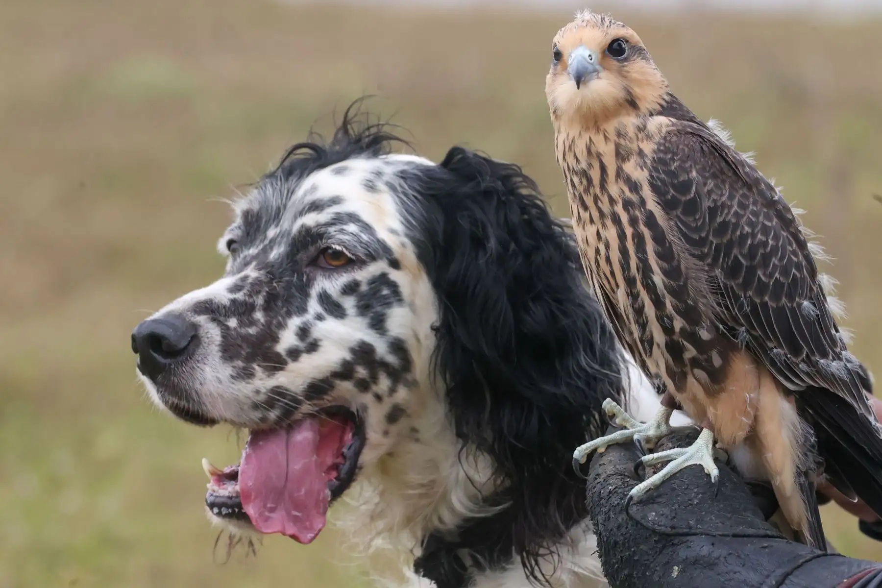Milenaria tradición: La cetrería, arte de caza con aves de presa de origen asiático, mantiene su vigencia como un deporte noble con más de 4,000 años de historia.

Foto:ANDINA / Juan Carlos Guzmán Negrini