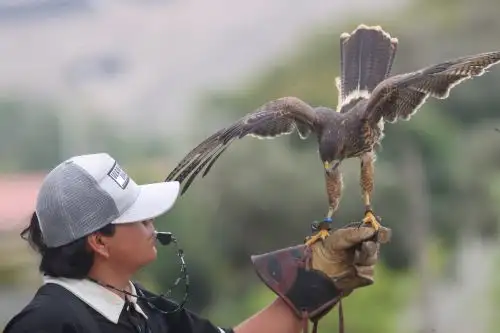 Cetrería en el Perú: arte milenario que hoy contribuye a la seguridad aérea y agrícola