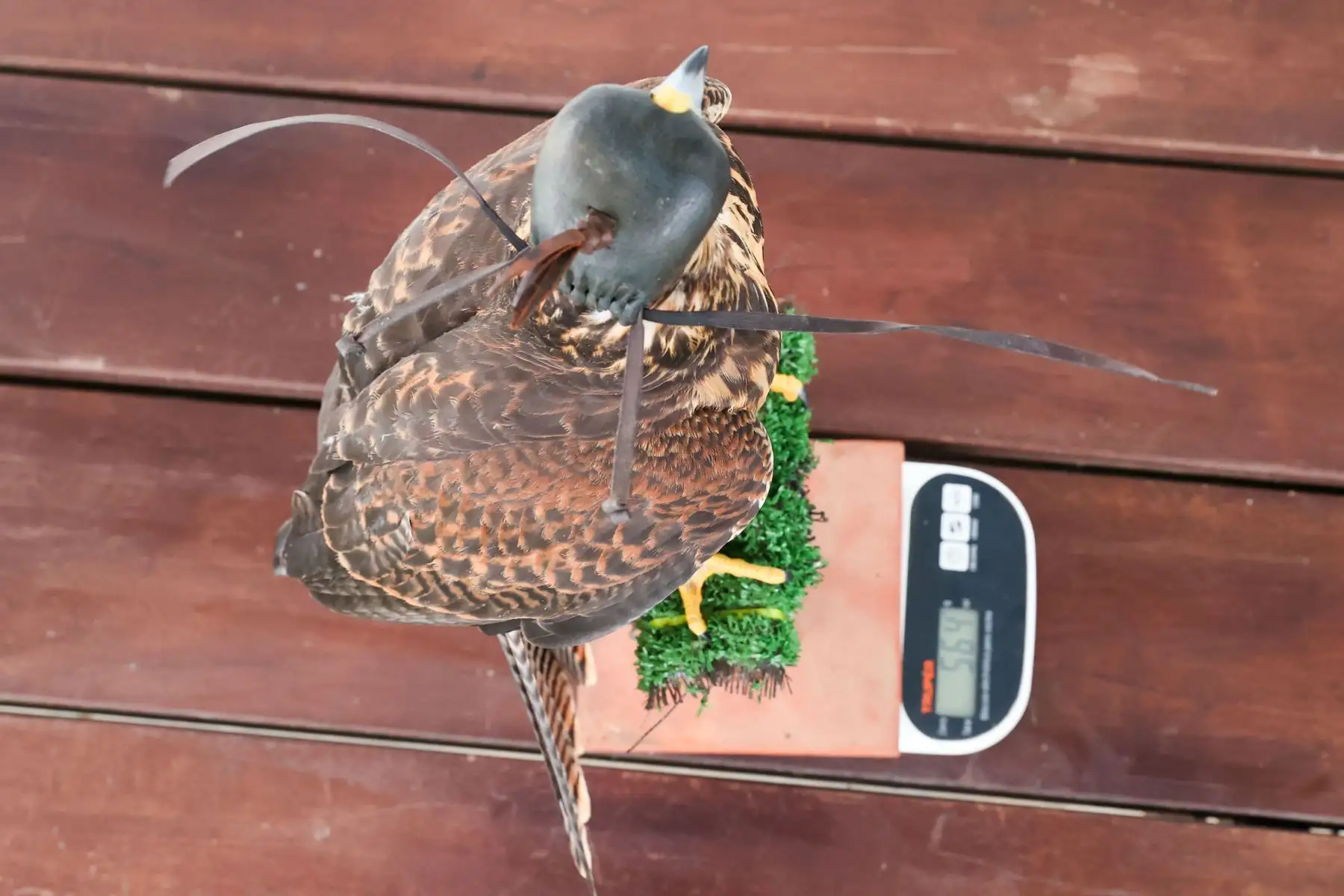 El manejo de aves de presa exige un riguroso control nutricional y sanitario para asegurar su longevidad y rendimiento en el vuelo.

Foto:ANDINA / Juan Carlos Guzmán Negrini