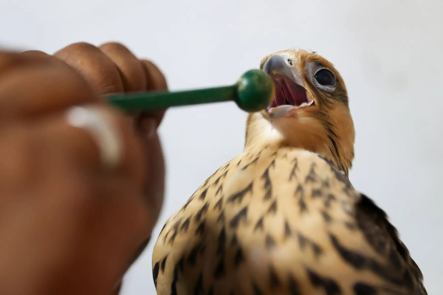 Una dieta balanceada basada en codorniz y suplementos específicos es vital para garantizar el óptimo estado físico de las rapaces en cautiverio.

Foto:ANDINA / Juan Carlos Guzmán Negrini