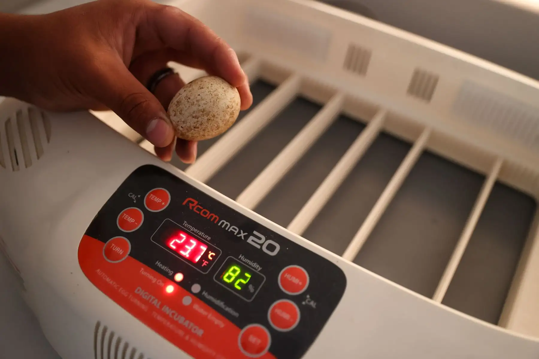 Reproducción asistida: Mediante la técnica de "improntado" o crianza a mano, expertos logran procesos exitosos de inseminación artificial en aves de presa.

Foto:ANDINA / Juan Carlos Guzmán Negrini