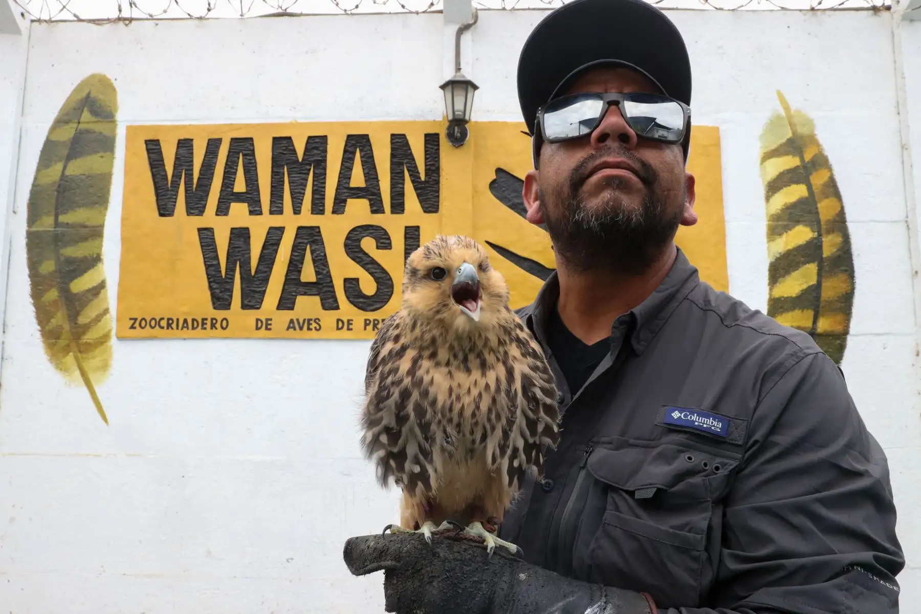 Waman Wasi, empresa fundada por Josué Posadas, es un centro especializado en crianza técnica de aves rapaces empleando métodos de crianza parental para asegurar la reproducción natural y la preservación genética de las especies. Estas aves prestan multiples servicios a la sociedad como por ejemplo, el control biológico en cultivos agrícolas, en aeropuertos para seguridad aérea y soluciones industriales.

Foto:ANDINA / Juan Carlos Guzmán Negrini