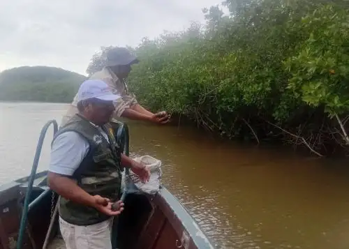Un total de 408 conchas negras que habían sido extraídas de forma ilegal durante el periodo de veda, que se inició el 15 de febrero y se extiende hasta el 31 de marzo, fueron recuperadas en un operativo realizado dentro del Santuario Nacional Los Manglares de Tumbes. ANDINA/Difusión