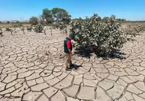 El INIA implementará parcelas demostrativas de pallar, garbanzo, frijol y maíz en el distrito de Ocucaje, ubicado en Ica, con el fin de generar tecnologías agrarias que permitan a los agricultores afectados por desbordes de ríos recuperar la productividad de sus zonas de cultivos. ANDINA/Difusión