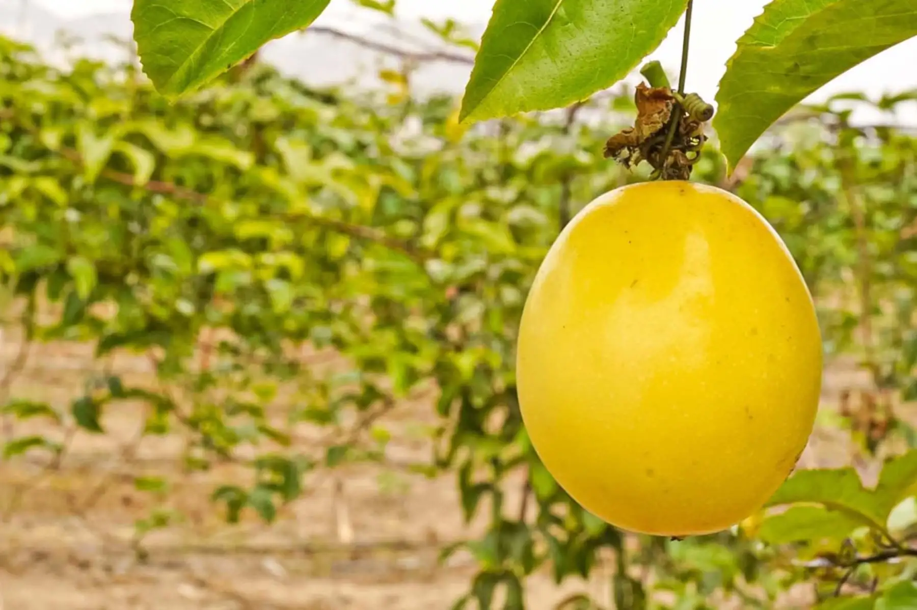 La articulación entre pequeños productores y entidades públicas busca fortalecer la presencia de frutas orgánicas peruanas en mercados internacionales de alto valor. Foto: ANDINA/Difusión