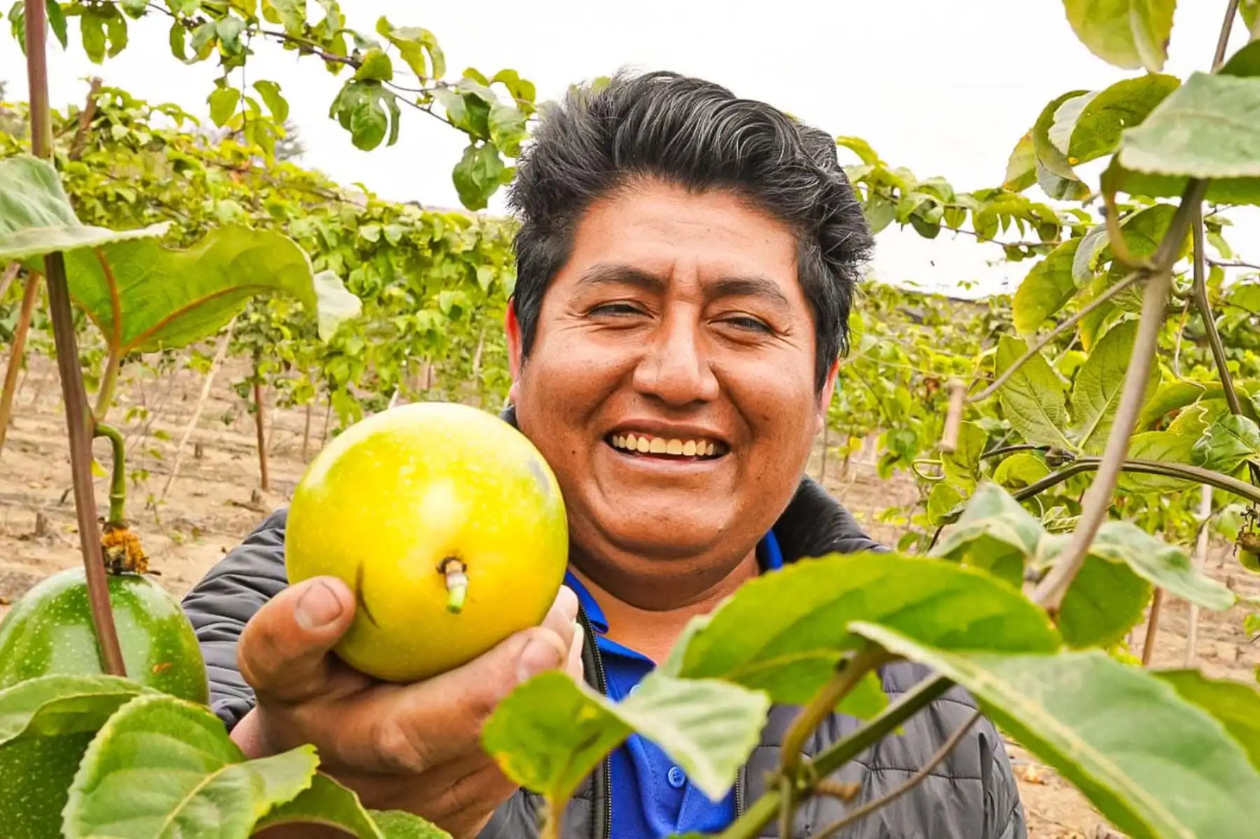 Agromercado brindó asistencia técnica a los productores y facilitó su participación en ferias y ruedas de negocios para ampliar oportunidades comerciales. Foto: ANDINA/Difusión