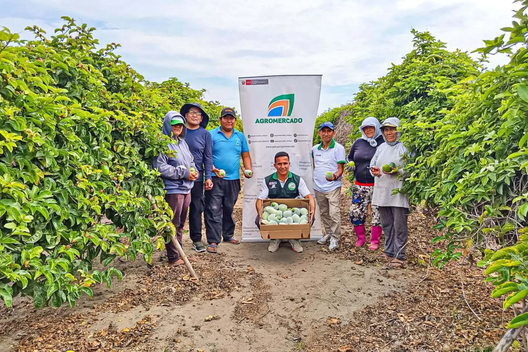 La comercialización se efectúa mediante exportación indirecta a través de empresas ancla en Lima que distribuyen el producto hacia compradores en Europa y Medio Oriente. Foto: ANDINA/Difusión