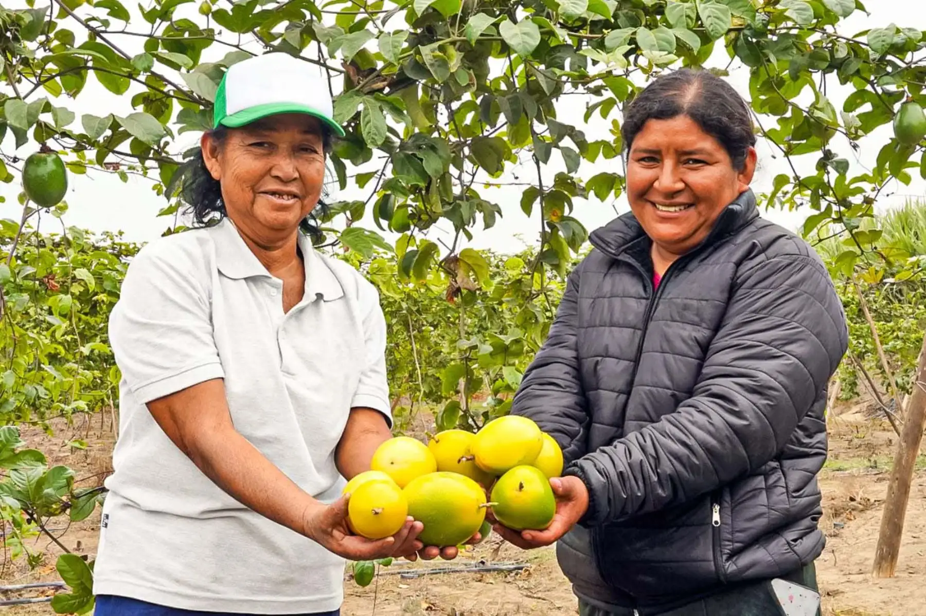 Los envíos se realizan por vía aérea debido a la alta perecibilidad de la fruta, lo que permite conservar su calidad durante el traslado a mercados internacionales. Foto: ANDINA/Difusión
