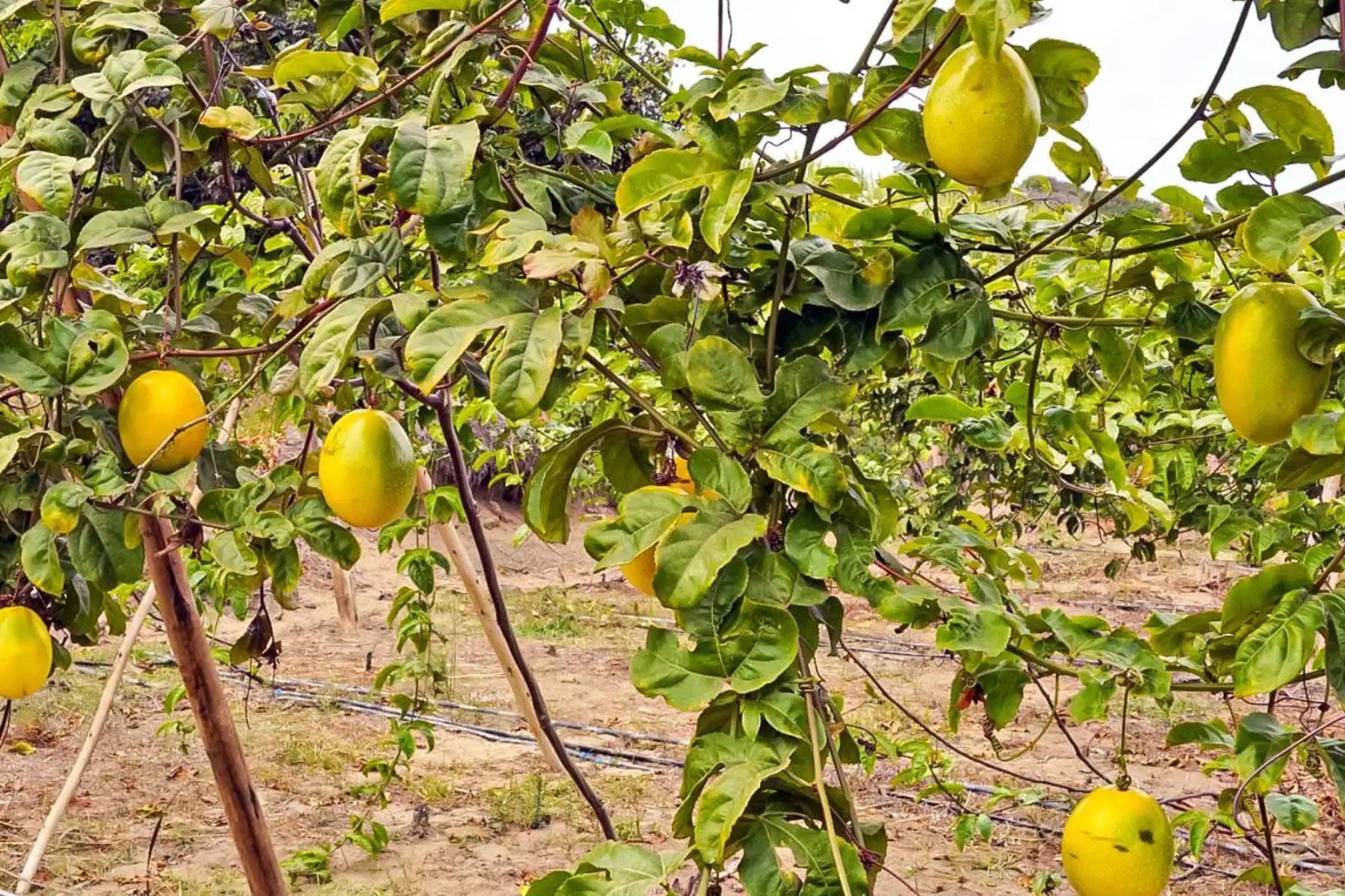 La producción proviene del centro poblado Huancaquito Alto, en la provincia de Virú, donde pequeños agricultores organizados impulsan el cultivo de maracuyá bajo manejo orgánico. Foto: ANDINA/Difusión