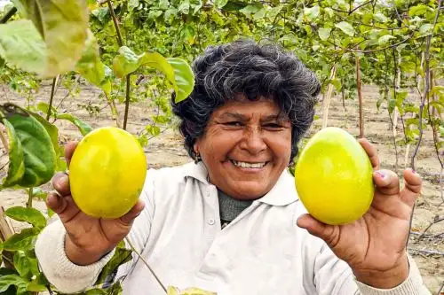 La Libertad impulsa exportación de maracuyá orgánico hacia Europa y Medio Oriente