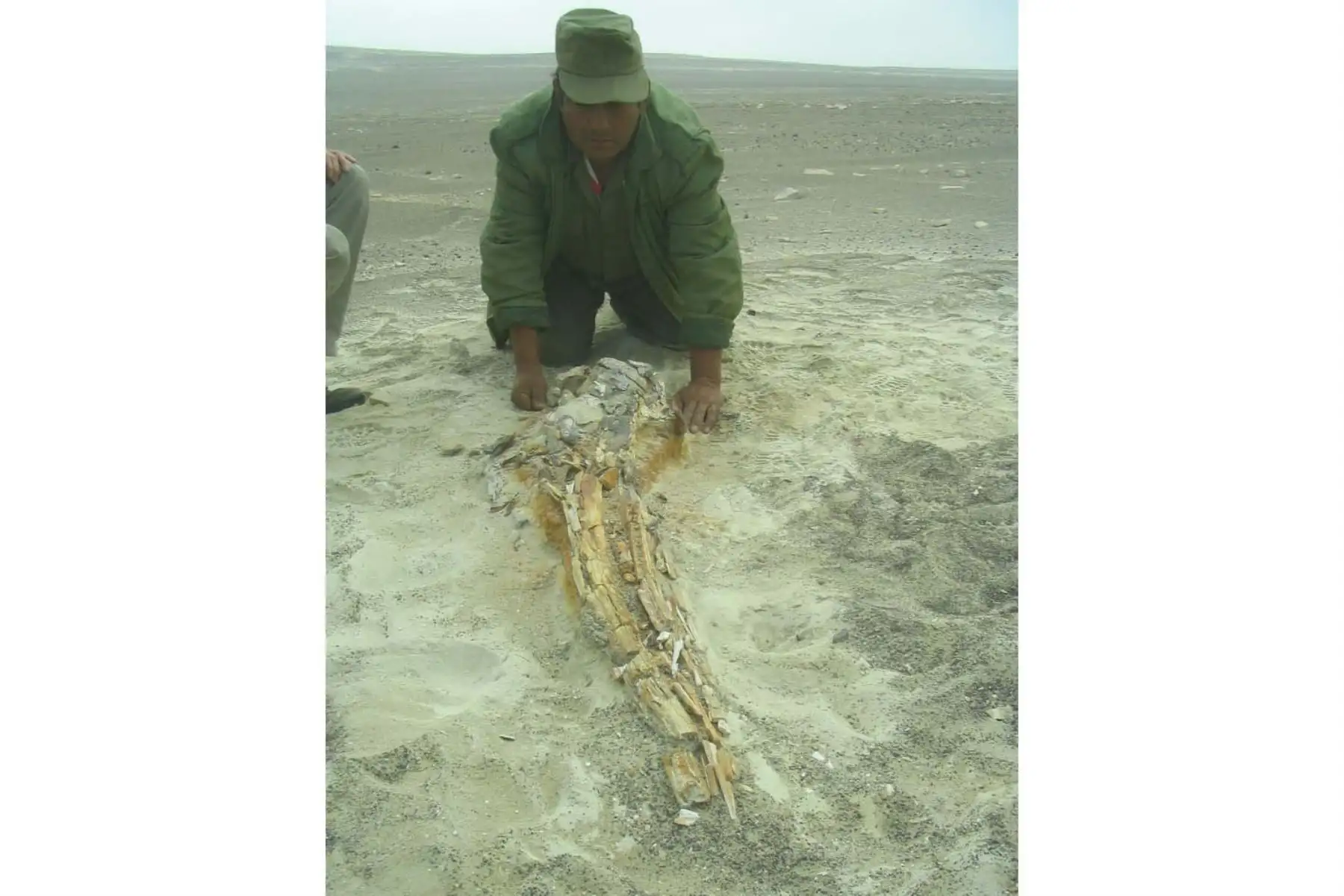 La pieza exhibida permite apreciar detalles de la estructura ósea que ayudan a comprender la adaptación de estos mamíferos al medio marino. Fotos: MHN
