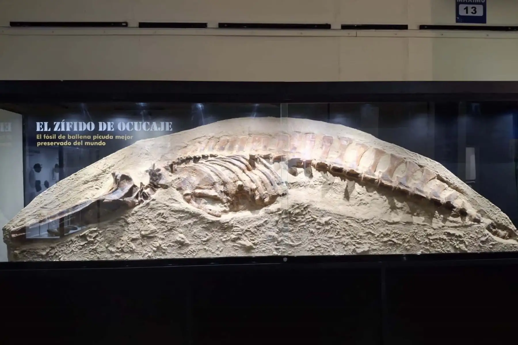 El fósil corresponde a una ballena picuda que habitó los mares del actual territorio peruano hace aproximadamente 10 millones de años. Fotos: Rafo Varas-Malca/DPV MHN