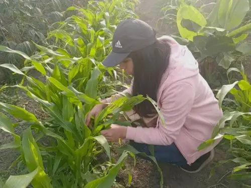 Se debe fortalecer el control de plaguicidas en el país. ANDINA/Difusión