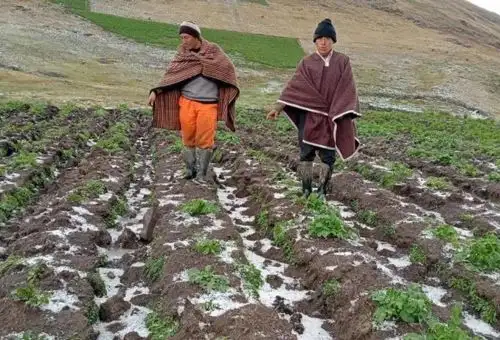 Los agricultores de Puno son los más afectados por las lluvias intensas, granizo y nieve. ANDINA/Difusión