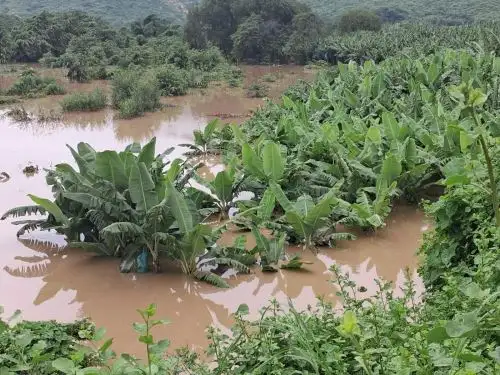 Productores de Morropón informaron que varias parcelas de plátano han resultado afectadas por el aumento del nivel del río Piura, situación que pone en riesgo parte de la producción agrícola que constituye el principal sustento económico de numerosas familias. Foto: cortesía Chulucanas Noticias
