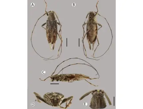 Una nueva especie de escarabajo fue descubierta en la zona sur de la Amazonía peruana por un equipo internacional de científicos. ANDINA/Difusión