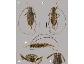 Una nueva especie de escarabajo fue descubierta en la zona sur de la Amazonía peruana por un equipo internacional de científicos. ANDINA/Difusión