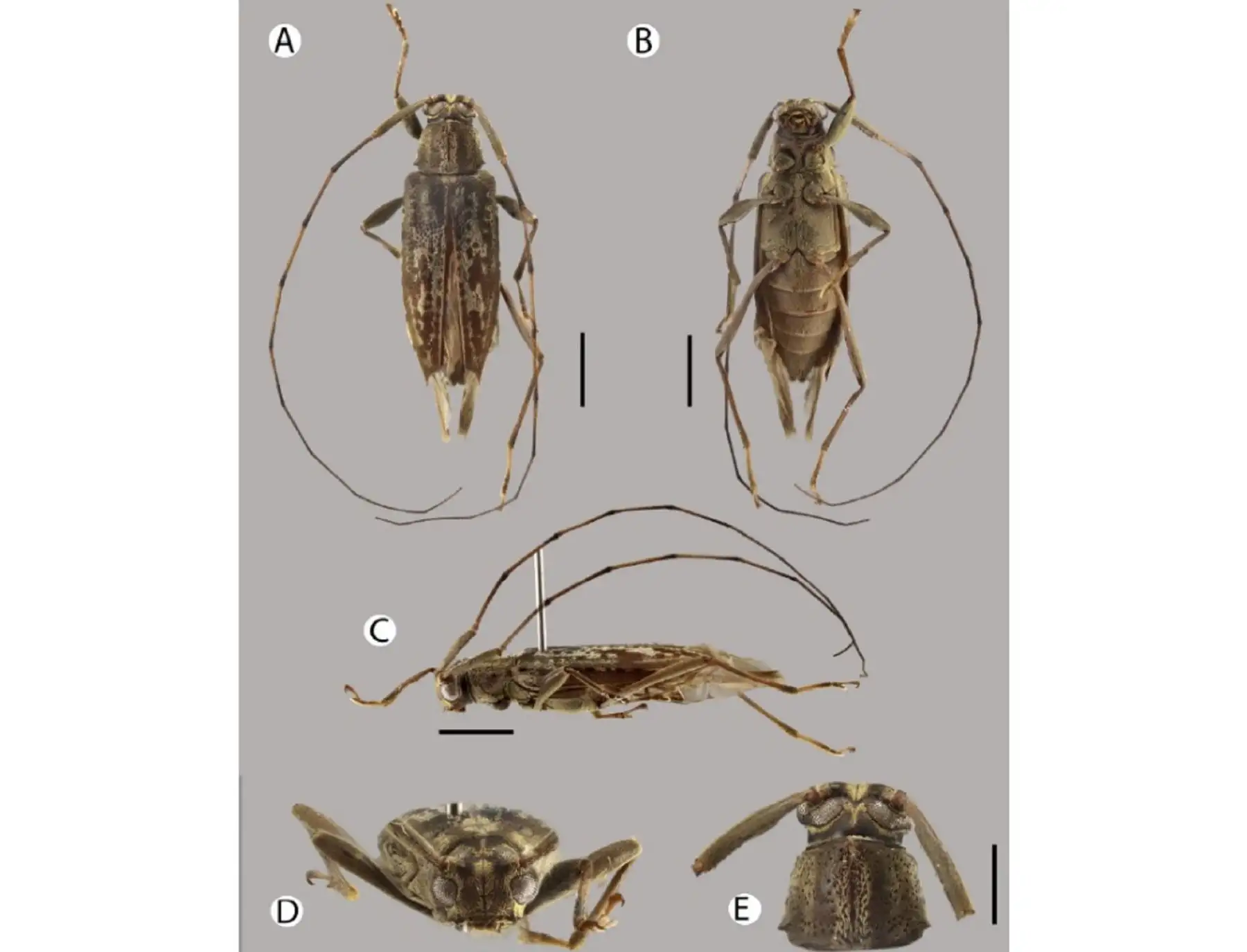 Una nueva especie de escarabajo fue descubierta en la zona sur de la Amazonía peruana por un equipo internacional de científicos. ANDINA/Difusión