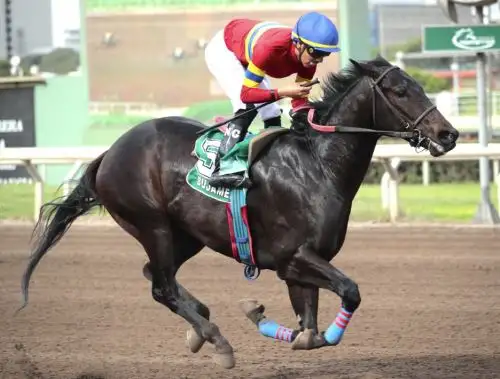 El Hipódromo de Monterrico será escenario del Clásico Enrique Meiggs (G.II)