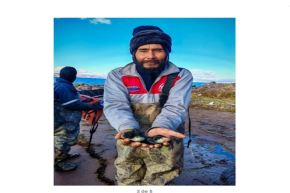 Gore Puno siembra más de 5 millones de alevinos de Carachi en el lago Titicaca 