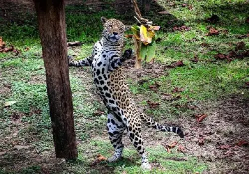 El Zoológico de Pucallpa, ubicado en la capital de la región Ucayali, alberga especies emblemáticas de la Amazonía peruana como el jaguar, el capibara o ronsoco, mono maquisapa y otras. ANDINA/Difusión