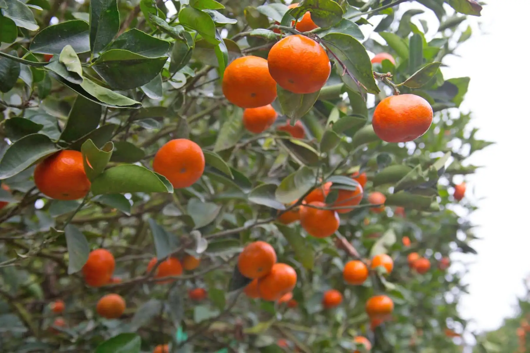 Exportaciones de cítricos sumarían US$ 390 millones y crecerían 8% en campaña 2026