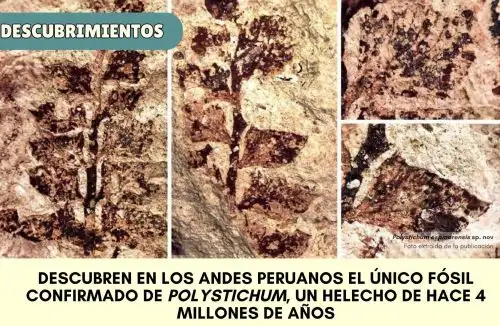 Científicos descubren un fósil de helecho de hace 4 millones de años en los Andes de Cusco. ANDINA/Difusión