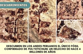 Científicos descubren un fósil de helecho de hace 4 millones de años en los Andes de Cusco. ANDINA/Difusión