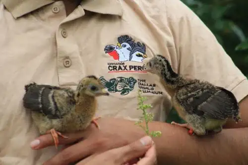 La pava aliblanca ("Penelope albipennis") es un emblema del bosque seco del norte peruano. Foto: Cortesía Silvia Depaz