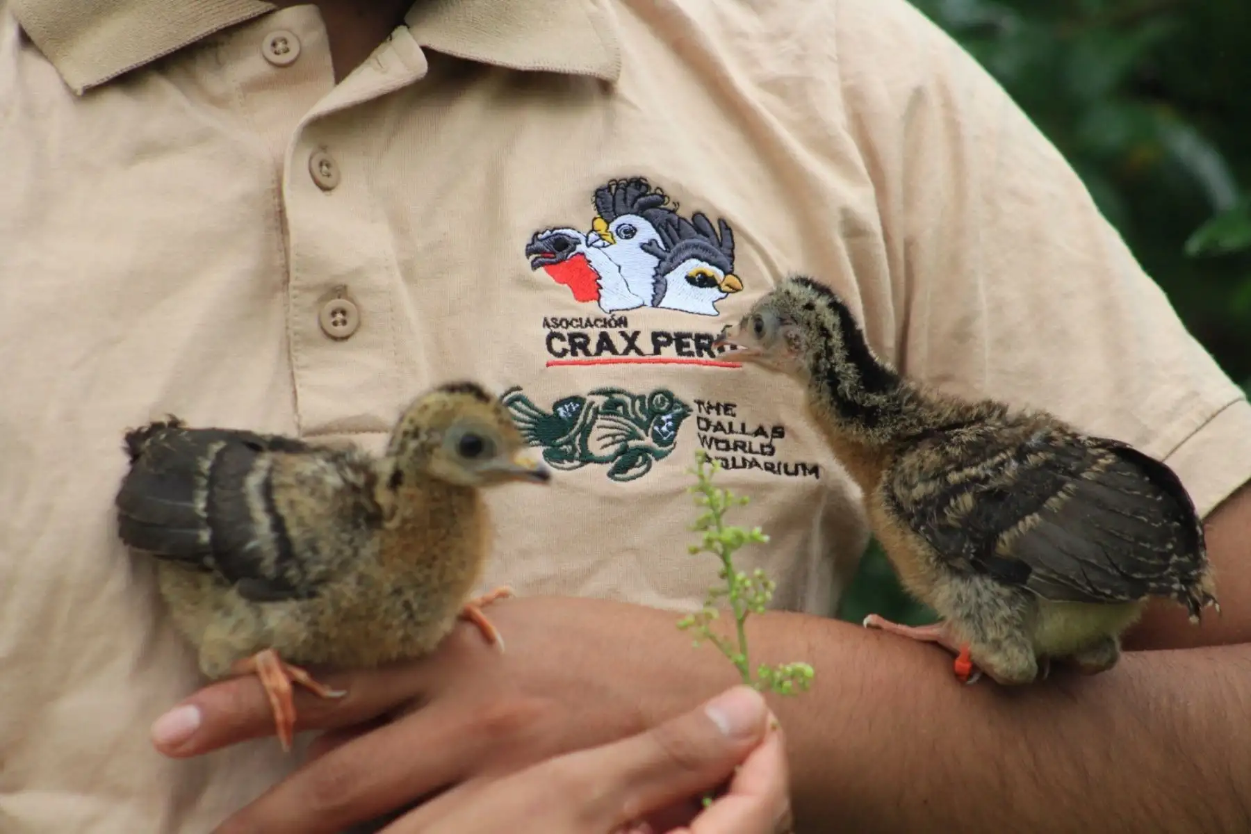 La pava aliblanca ("Penelope albipennis") es un emblema del bosque seco del norte peruano. Foto: Cortesía Silvia Depaz