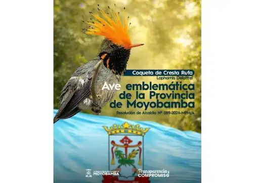 La Coqueta de Cresta Rufa fue elegida como Ave Emblemática de la provincia de Moyobamba, región San Martín, informó la Municipalidad Provincial de Moyobamba que aprobó la Resolución de Alcaldía N° 089-2026-MPM/A que oficializa dicha disposición.