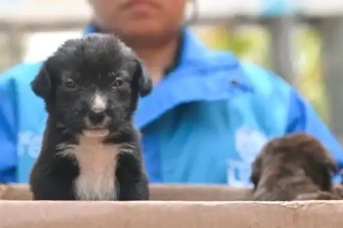 Abandonar o maltratar a un animal doméstico se castiga hasta con 3 años de prisión. Foto: ANDINA/archivo.