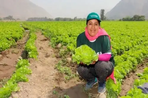 Gobierno entregó S/ 141 millones en créditos a pequeños productores agrarios este año.