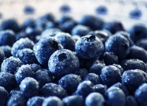 El arándano, el cultivo agroexportador de moda, en Piura mantiene una tendencia de crecimiento sostenido, según el último monitoreo productivo realizado por el Gobierno Regional, a través de la Dirección Regional de Agricultura.