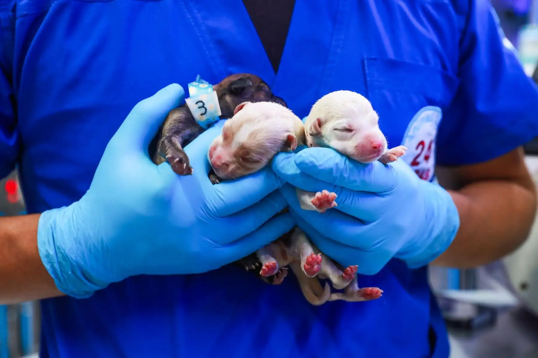 Ocho cachorros de apenas una semana de nacidos fueron abandonados y permanecen en incubadora por su extrema fragilidad.
Foto: ANDINA/Verónica Calderón Zúñiga