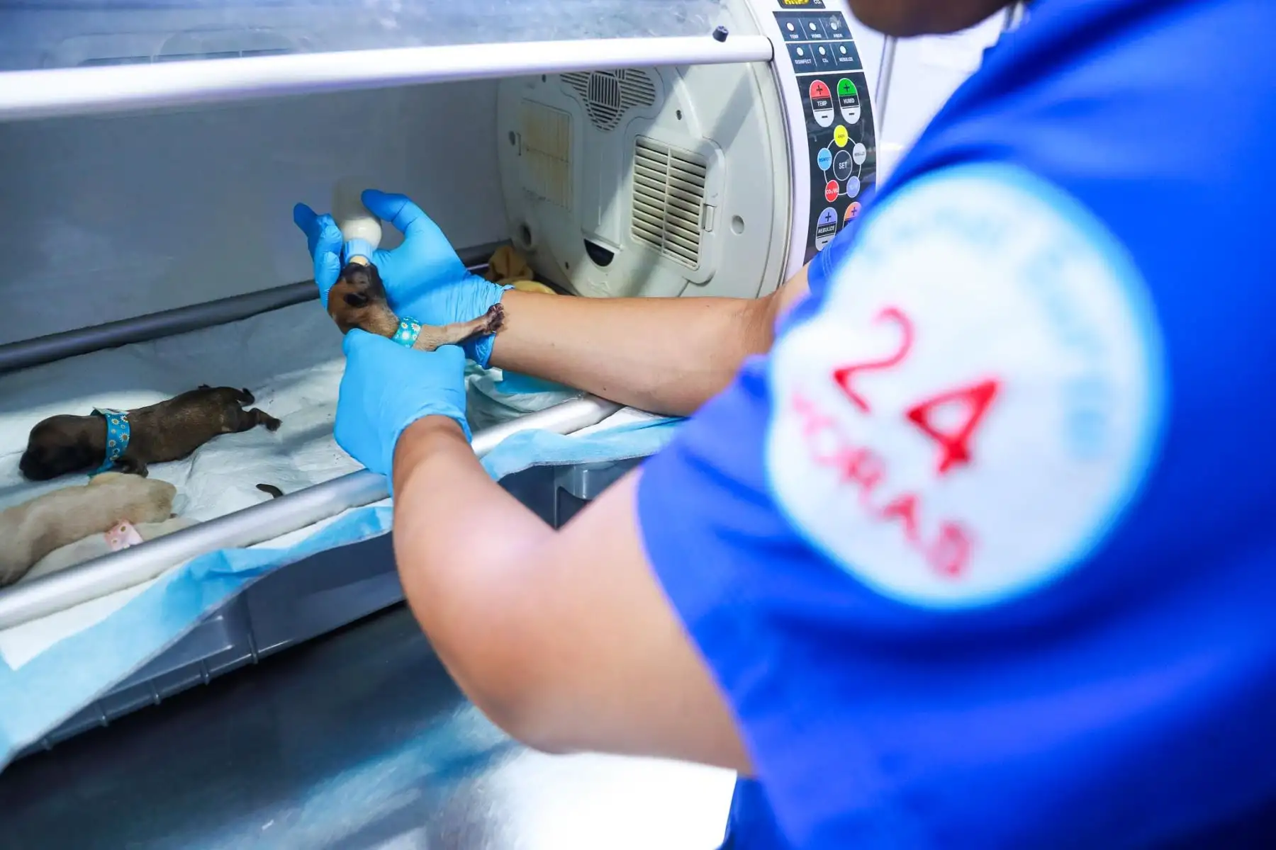 En la clínica Animal Surco, los pequeños reciben cuidados especiales para sobrevivir.
Foto: ANDINA/Verónica Calderón Zúñiga