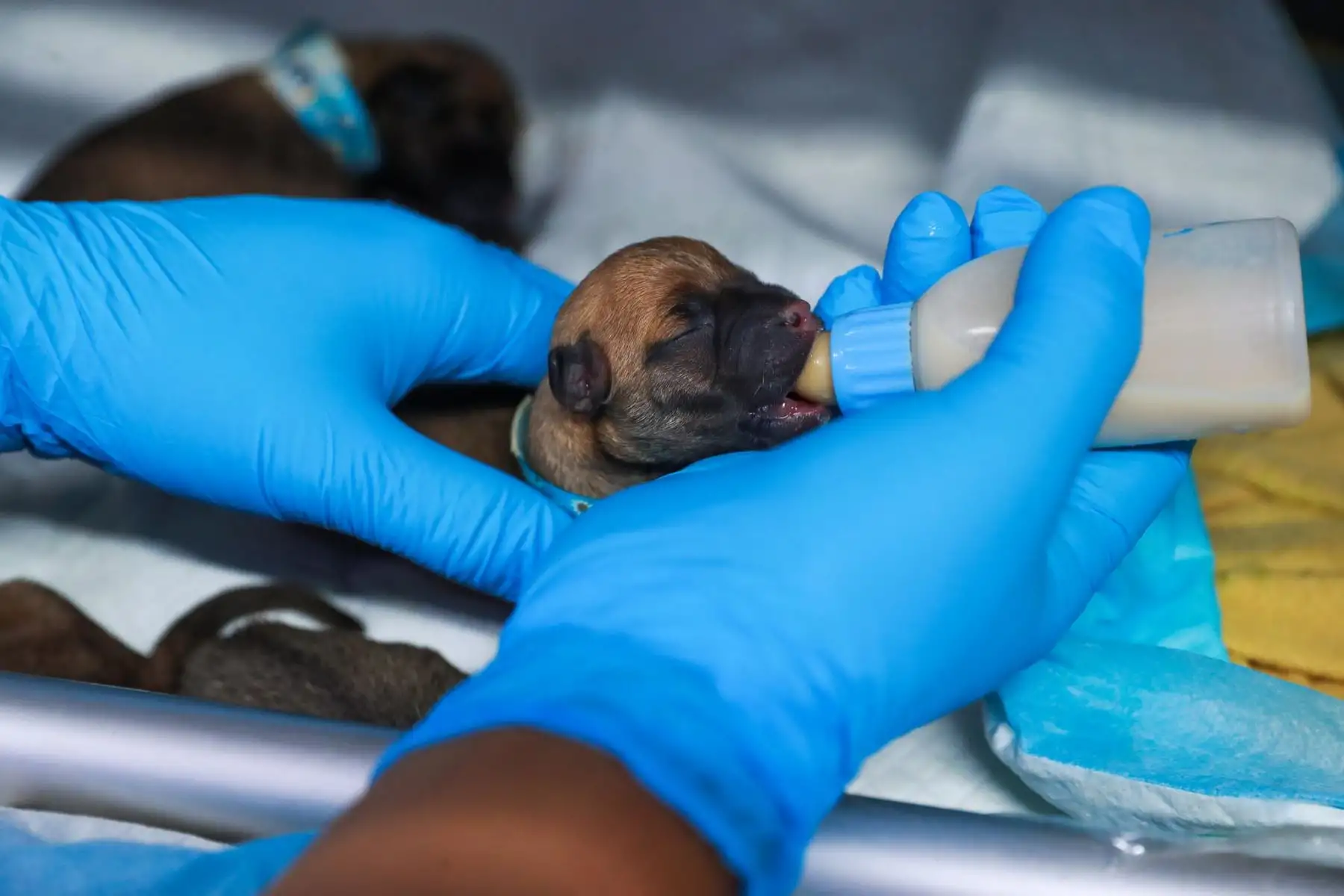 Debido a su corta edad, requieren alimentación con leche y monitoreo constante.
Foto: ANDINA/Verónica Calderón Zúñiga
